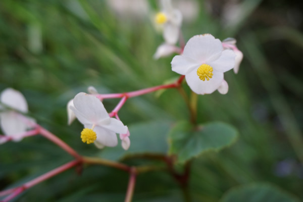 秋の草花