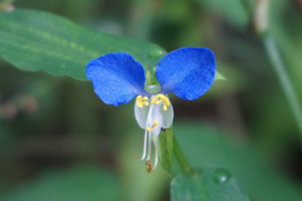 秋の草花